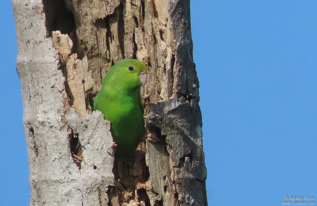 Green-rumped Parrotlet female adult