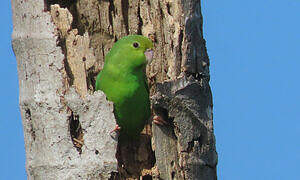 Green-rumped Parrotlet