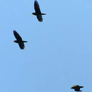 Golden-winged Parakeet