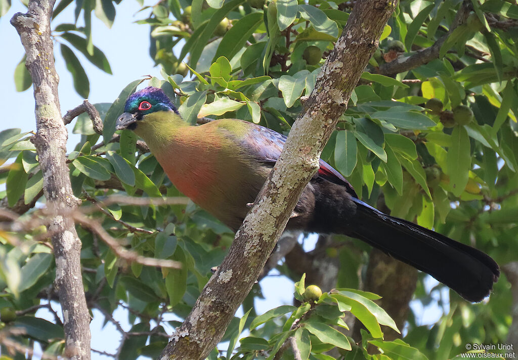 Purple-crested Turacoadult