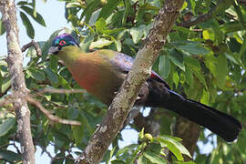 Purple-crested Turaco