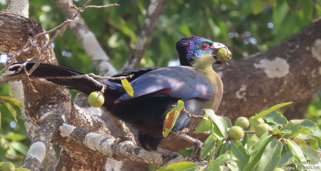 Purple-crested Turacoadult