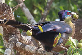 Purple-crested Turaco