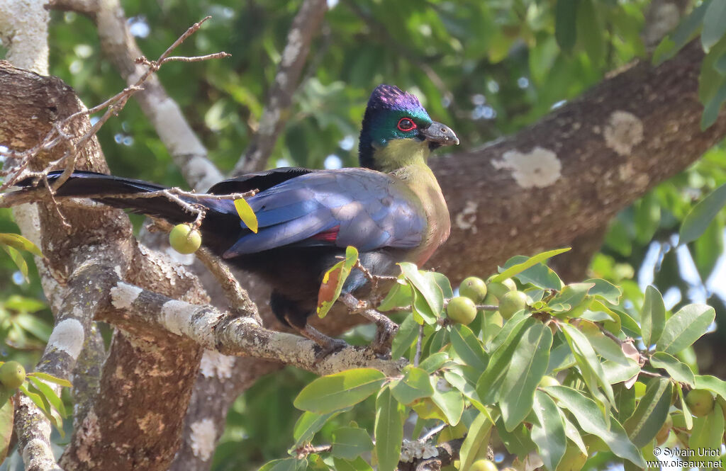 Purple-crested Turacoadult