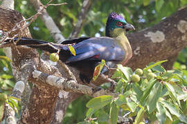 Purple-crested Turaco