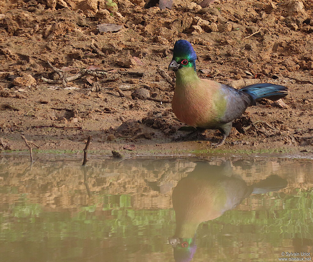 Purple-crested Turacoadult