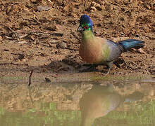 Purple-crested Turaco