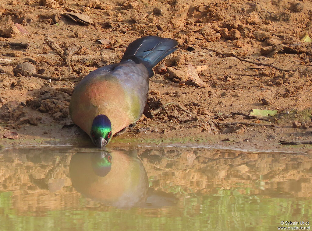 Purple-crested Turacoadult