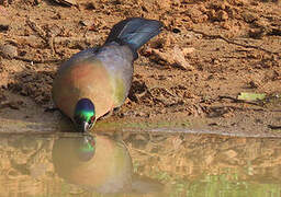 Purple-crested Turaco