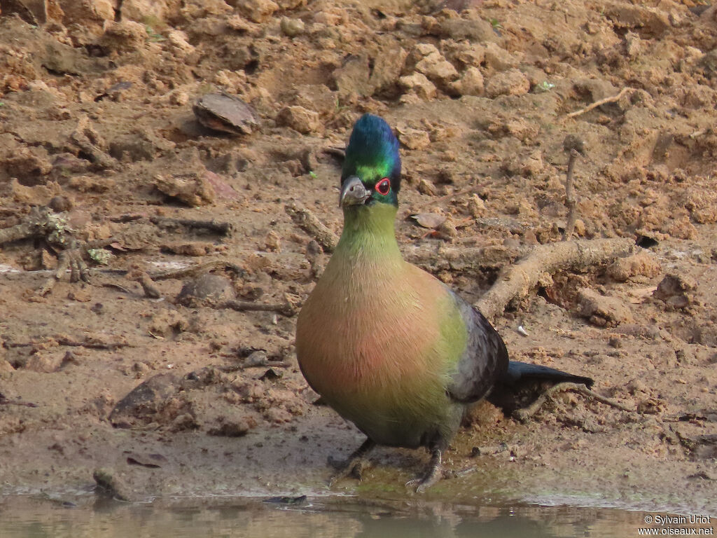 Purple-crested Turacoadult