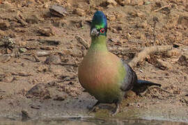 Purple-crested Turaco