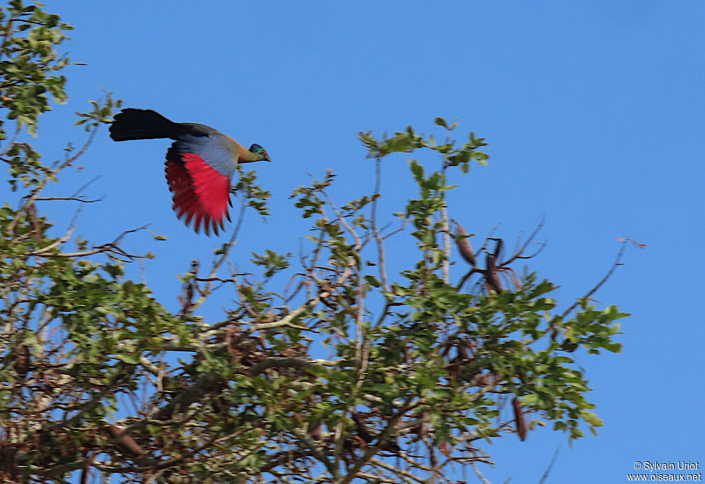 Purple-crested Turacoadult