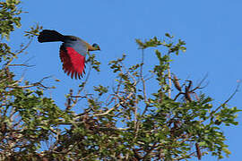 Purple-crested Turaco