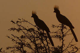 Grey Go-away-bird