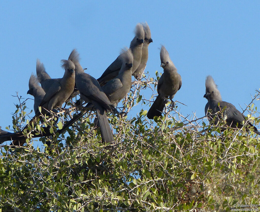 Grey Go-away-bird