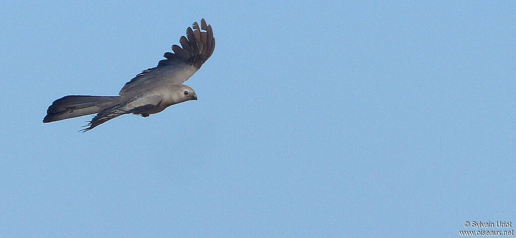 Grey Go-away-bird