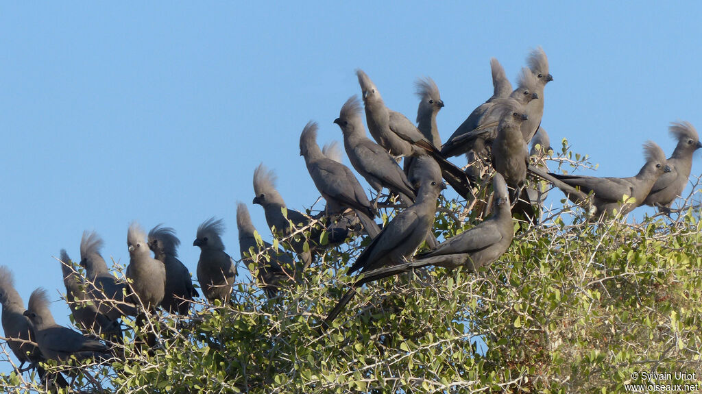 Grey Go-away-bird