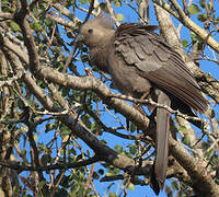 Grey Go-away-bird