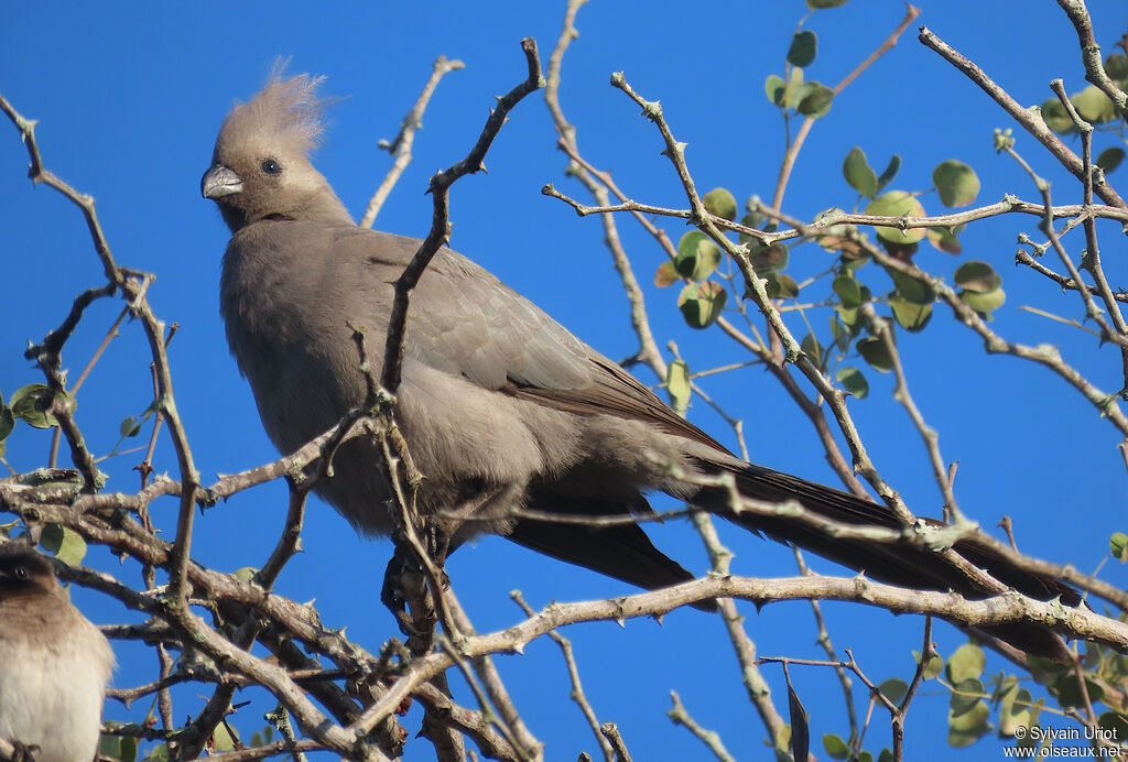 Grey Go-away-birdadult