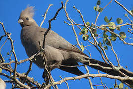 Grey Go-away-bird