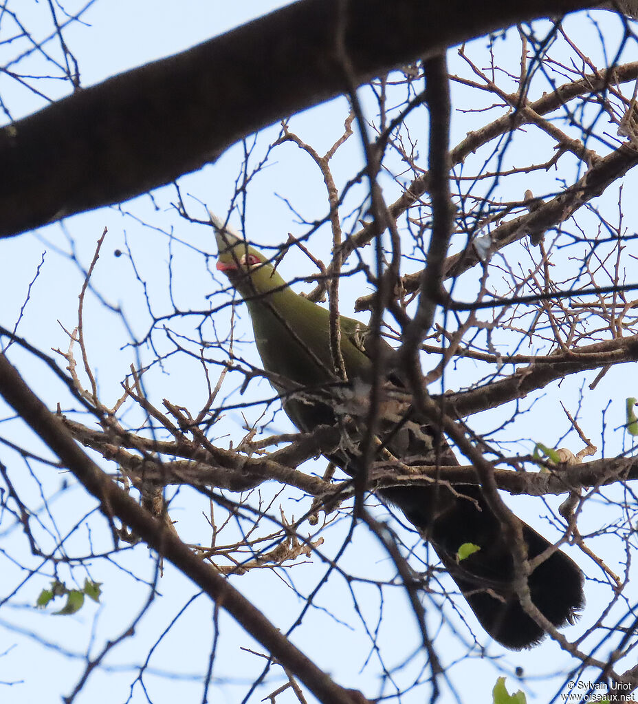 Livingstone's Turacoadult