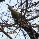 Touraco de Livingstone