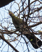 Livingstone's Turaco