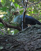 Livingstone's Turaco