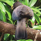 Touraco gris