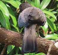 Touraco gris