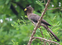 Touraco gris