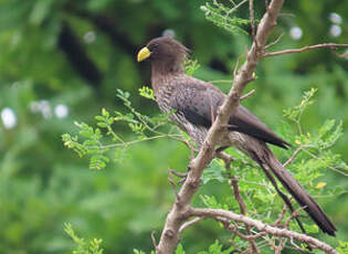 Touraco gris