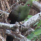 Touraco vert