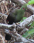 Touraco vert