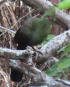 Touraco vert