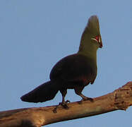 Touraco vert
