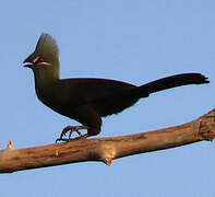 Touraco vert