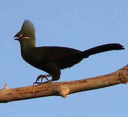 Touraco vert