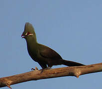 Touraco vert