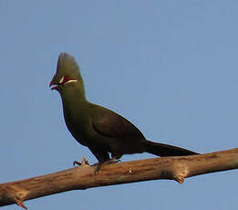 Touraco vert