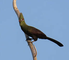 Touraco vert