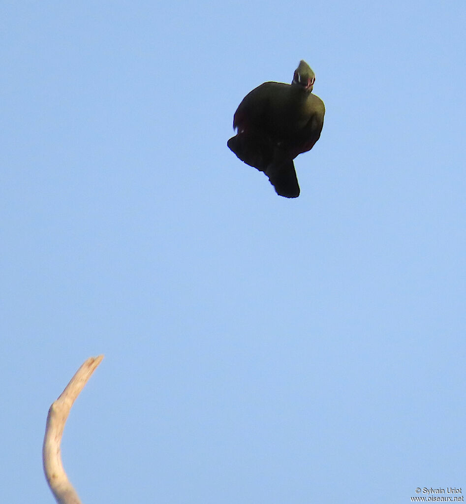 Touraco vertadulte