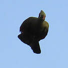 Touraco vert