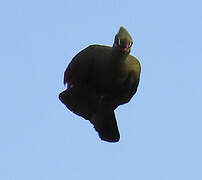 Touraco vert