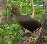 Touraco vert