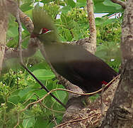 Touraco vert