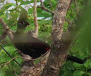 Touraco vert