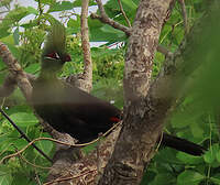 Touraco vert