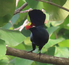 Touraco violet