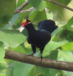 Touraco violet